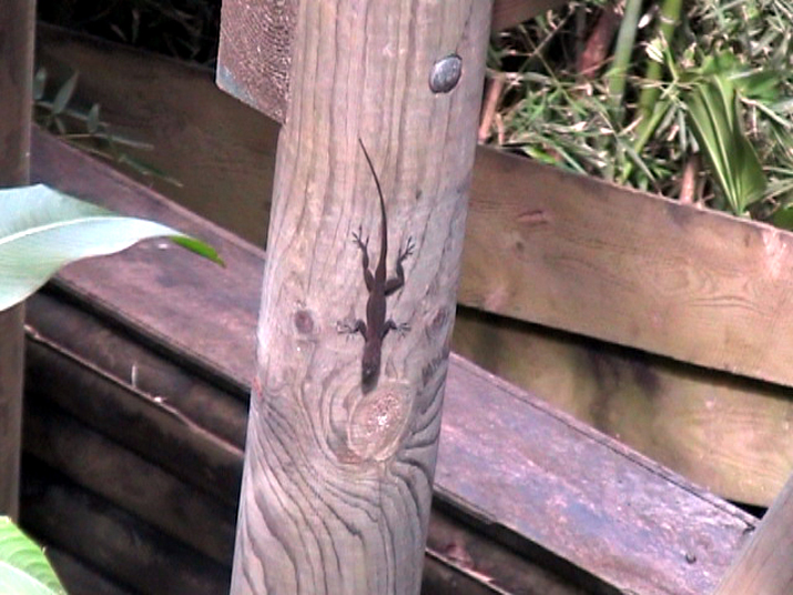 17a - Parc des Mamelles - Zoo 036.jpg